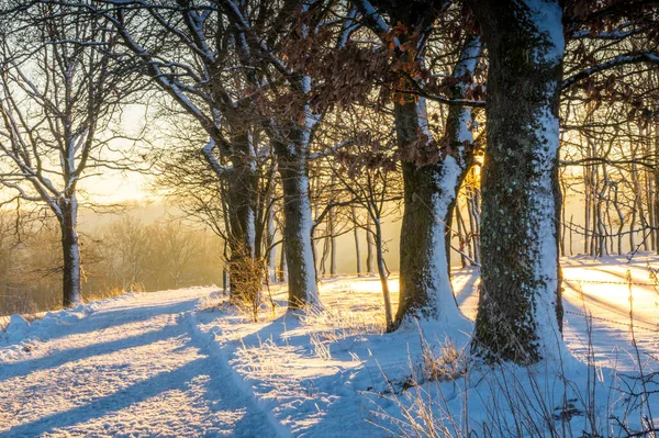 Temporada Inverno Paisagem Coberta Neve — Fotografia de Stock