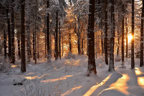 Śnieżny Zimowy Krajobraz Mroźny Zimno — Zdjęcie stockowe