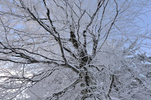 Besneeuwd Winterlandschap Ijskoud — Stockfoto