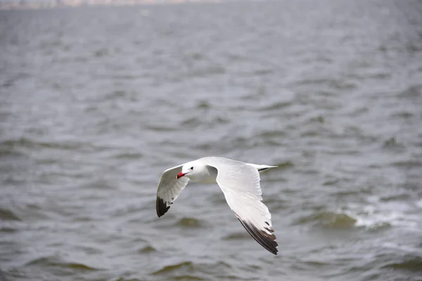 Mouettes Sur Mer Méditerranée Espagne — Photo