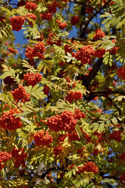 Frutos Del Árbol Ceniza Montaña Cierre —  Fotos de Stock