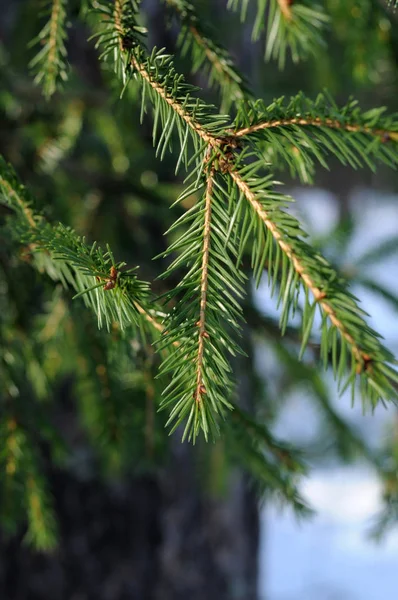 Fir branches, hanging from a tree, illuminated by the sun. Close up