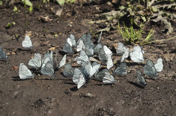 Συσσώρευση Ασπρόμαυρων Πεταλούδων Aporia Crataegi Επαρχιακό Δρόμο Μια Καλοκαιρινή Μέρα — Φωτογραφία Αρχείου