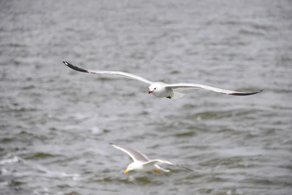 Gaivotas Mar Mediterrâneo Espanha — Fotografia de Stock