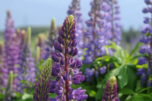 Fleurs Lupin Violet Dans Une Prairie Herbe Fond Flou — Photo