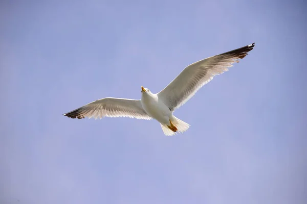 Seagulls Mediterranean Sea Spain — Stock Photo, Image