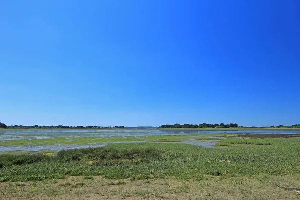 Salt Marsh Samphire Foreground Gulf Morbihan Brittany France — Stock Photo, Image