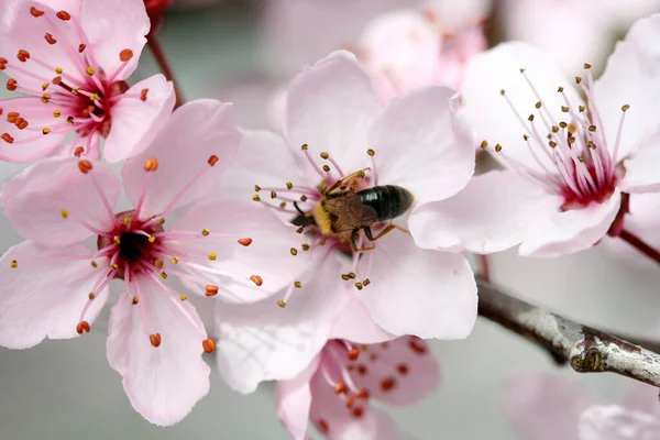 Frühlingsflora Kirschblüte Blumen Blühen — Stockfoto