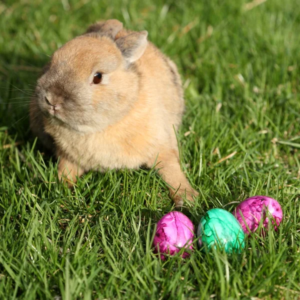 Conejito Pascua Apunta Los Huevos Pascua — Foto de Stock