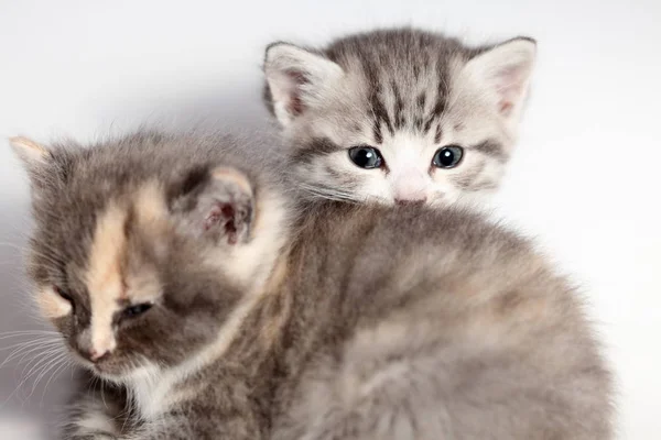 Twee Kittens Van Het Siberische Ras — Stockfoto