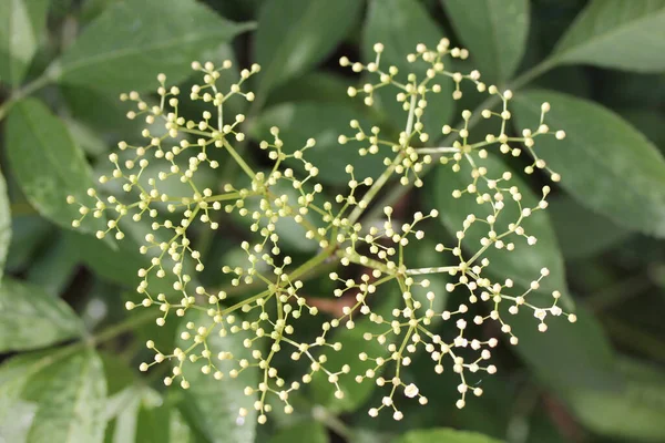 Elderberry Sambucus Genus Flowering Plants Adoxaceae Family Adoxaceae — Stock Photo, Image