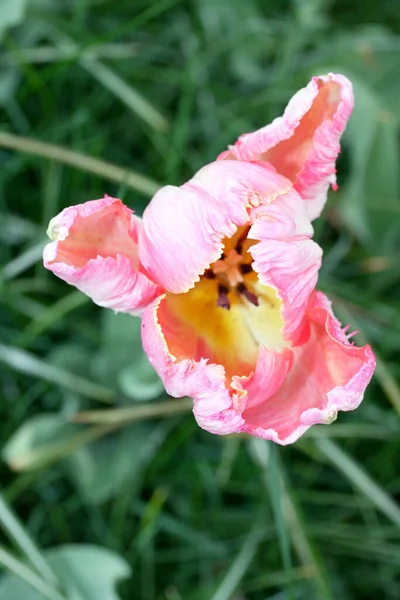 Крупним Планом Рожевий Квітучий Тюльпан — стокове фото