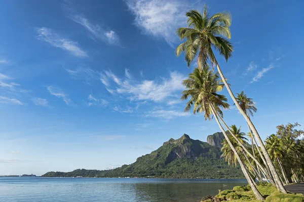 palm trees in front of volcano mont otemanu at pofai bay on bora bora,society islands,french polynesia,oceania