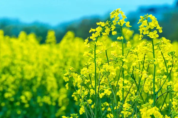 Campo Colza Giallo Agricoltura — Foto Stock