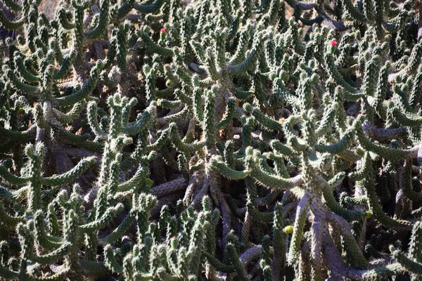 Cactus Plantas Exóticas Tropicales —  Fotos de Stock