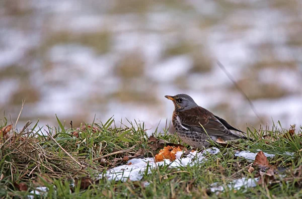 Fieldfare Turdus Pilaris Prado Pomar Inverno — Fotografia de Stock