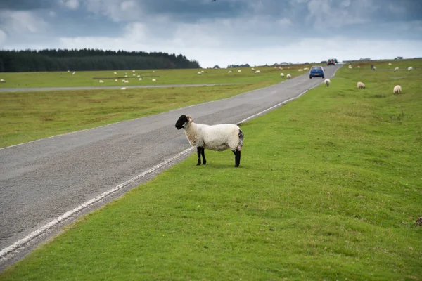 Schafe Auf Der Straße Auf Der Verlassenen Landebahn Des Davidstow — Stockfoto