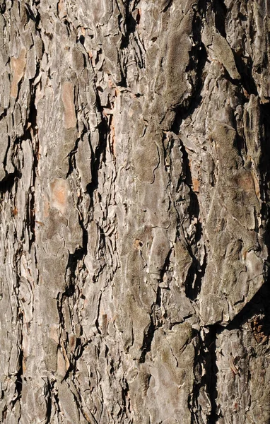 Corteccia Pino Chiudere Giornata Sole — Foto Stock