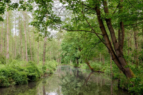 Spreewald Brandebourg Allemagne — Photo