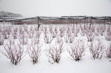 Blueberry Plantation Partially with Hail protection nets in Winter With Snow in Styria clipart