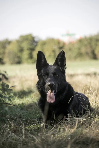 Duitse Herder Hond Dier Huisdier — Stockfoto