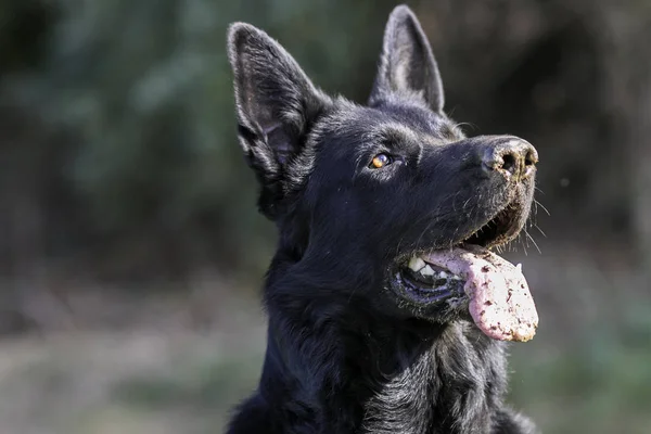 Siyah Beyaz Köpek Çimlerin Üzerinde Duruyor — Stok fotoğraf