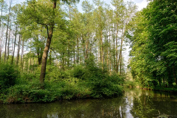 Spreewald Brandenburgban Németországban — Stock Fotó