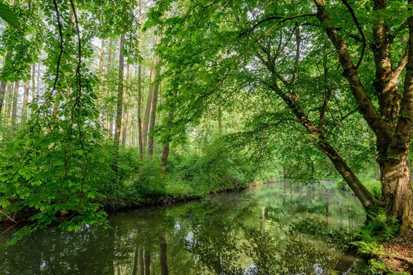 Spreewald Brandenburgii Niemcy — Zdjęcie stockowe