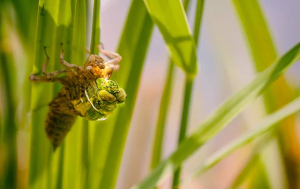 Entomología Odonata Insecto Libélula — Foto de Stock