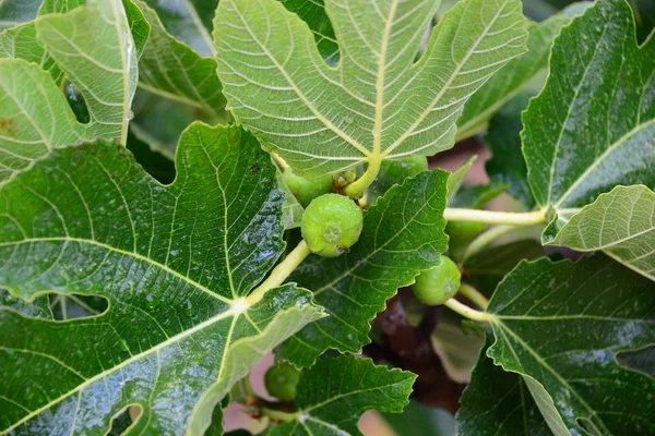 Figueira Folhas Verdes Árvore Frutífera — Fotografia de Stock