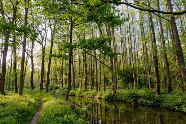 Spreewald Brandebourg Allemagne — Photo