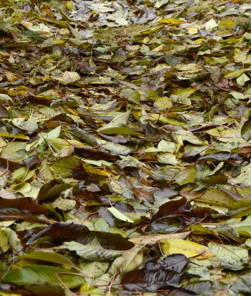 Folhas Caídas Cerejas Outono Após Chuva — Fotografia de Stock