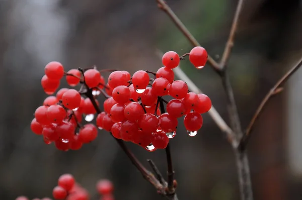 Sonbaharın Sonlarında Çalılıklarda Viburnum Meyveleri — Stok fotoğraf