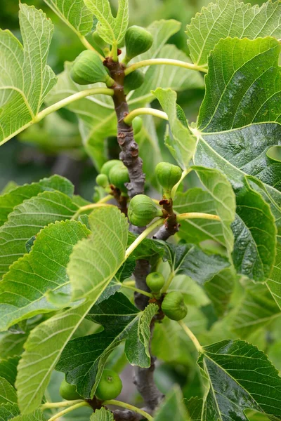 Feigenbaum Grüne Blätter Des Obstbaums — Stockfoto