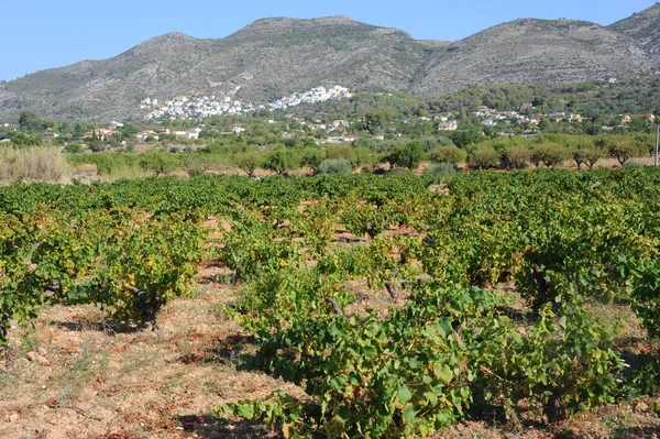 Vinfält Vinodlingsplantage — Stockfoto