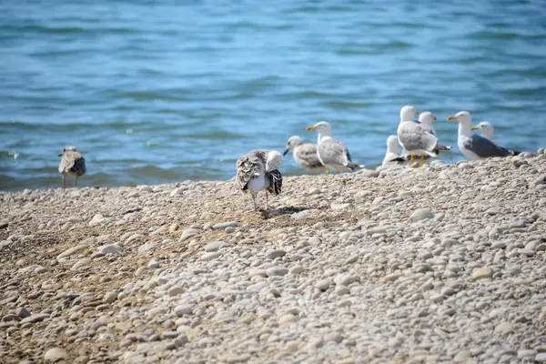 Las Gaviotas Mar Mediterráneo Con Dolor — Foto de Stock