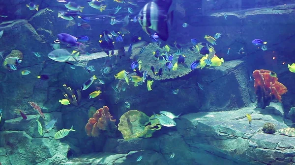 Акваріум Великою Кількістю Тропічних Риб Великих Малих Puffer Риби — стокове фото
