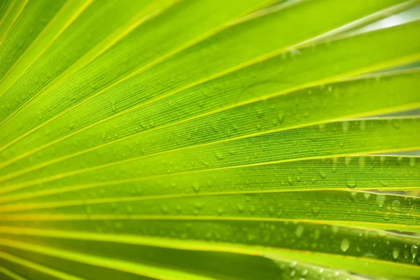 Folhas Palmeira Flora Verde — Fotografia de Stock