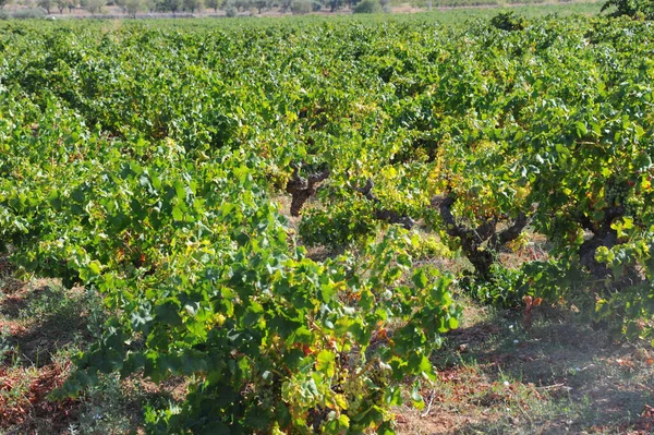 Campo Vinho Plantação Vinha Agrícola — Fotografia de Stock