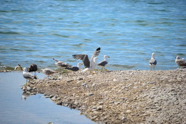 海中央的海鸥群带着忧郁症 — 图库照片