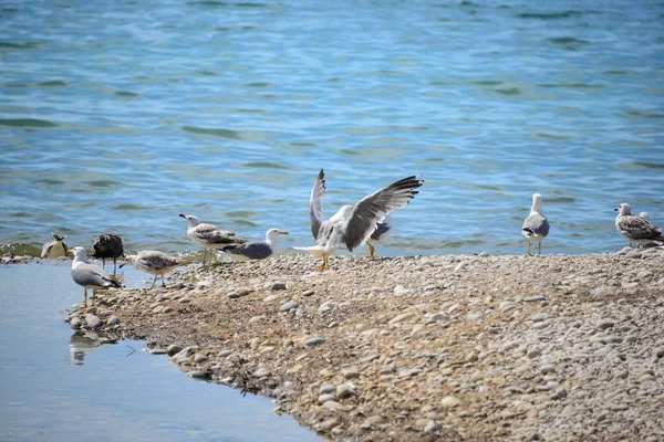 西班牙地中海的海鸥群 — 图库照片