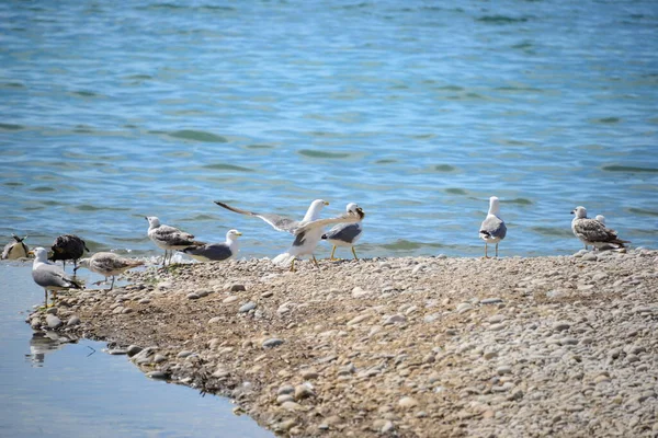海中央的海鸥群带着忧郁症 — 图库照片