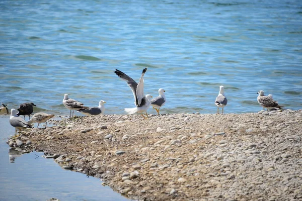 西班牙地中海的海鸥群 — 图库照片