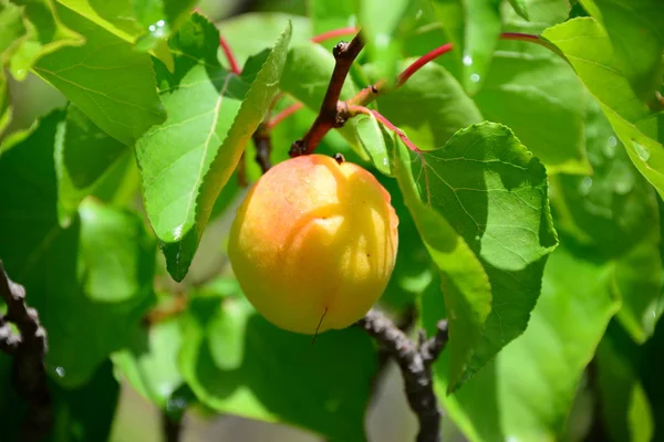 アプリコットの木果物の木 — ストック写真