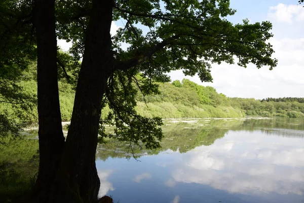 Hofmannsweiher Westerwald Jezioro Jezioro Staw Krajobraz Akwen Natura Nadrenia Podniebienie — Zdjęcie stockowe