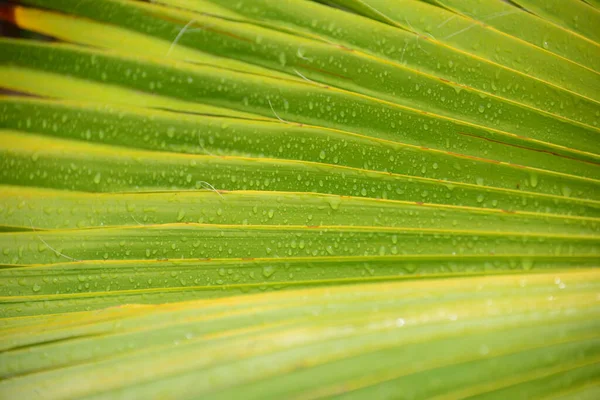 Palmenblätter Grüne Flora — Stockfoto