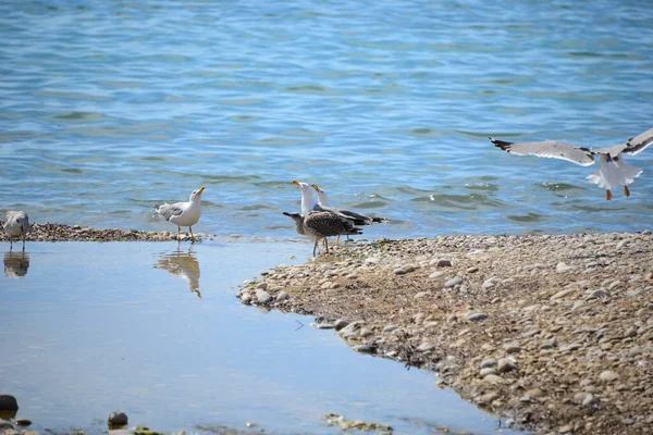 Mouettes Sur Mer Méditerranée Espagne — Photo