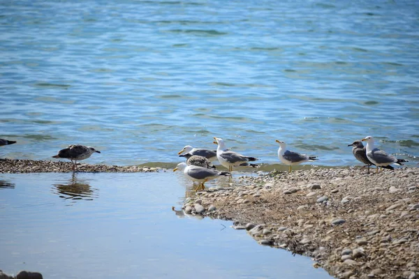 Möwen Auf Dem Mittelmeer Spanien — Stockfoto