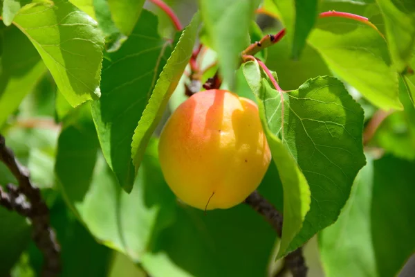 Árvores Damasco Árvores Frutíferas — Fotografia de Stock