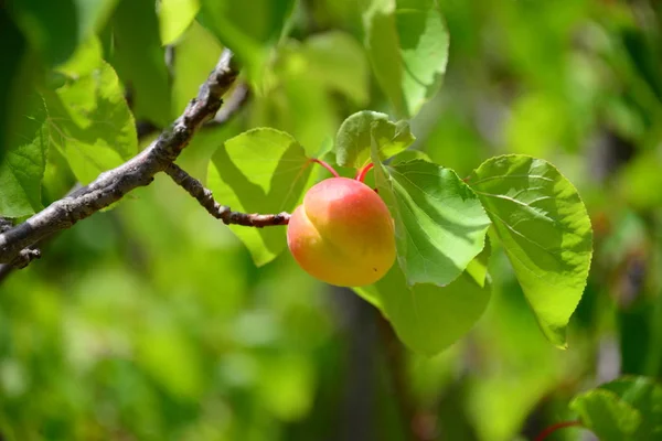 アプリコットの木果物の木 — ストック写真
